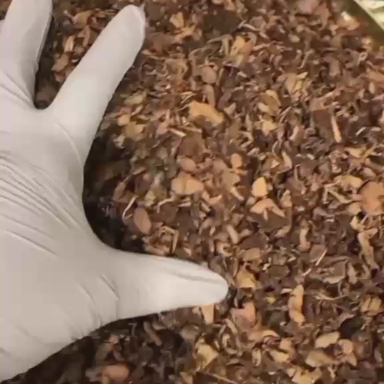 Djondjon Haitian Dried Mushroom 100% Natural.